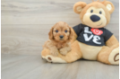 Adorable Cavalier King Charles Spaniel and Poodle Mix Poodle Mix Puppy