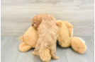 Happy Cavapoo Baby