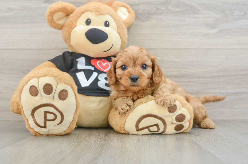6 week old Cavapoo Puppy For Sale - Lone Star Pups