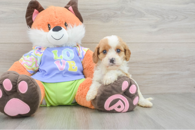 Funny Cavapoo Poodle Mix Pup