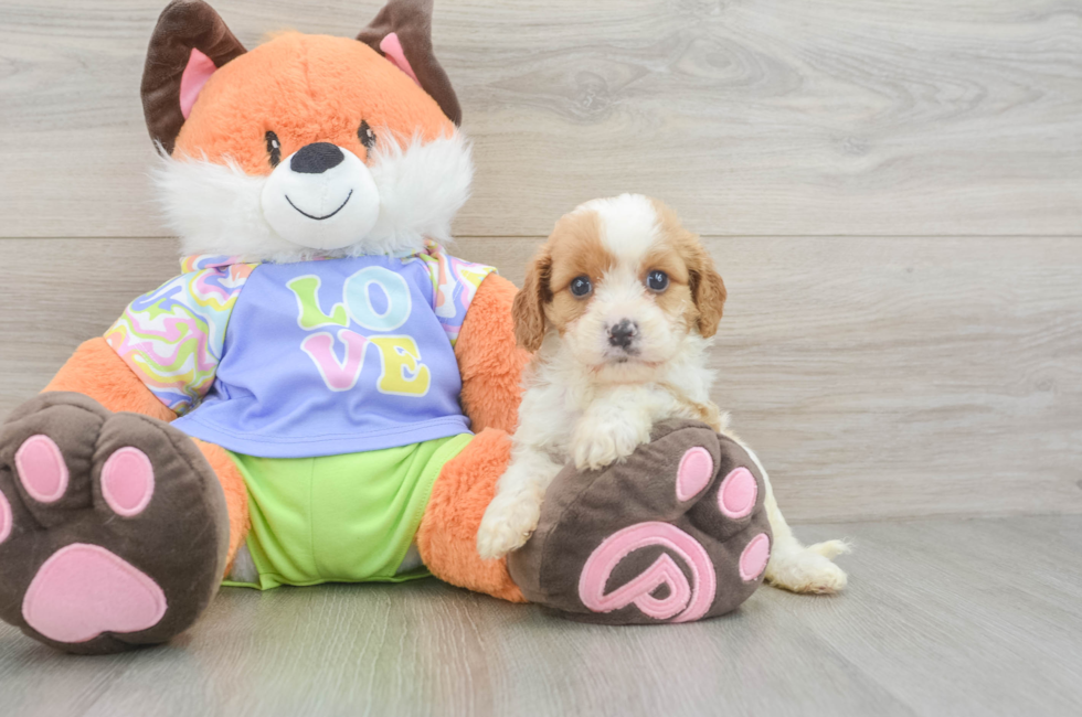 5 week old Cavapoo Puppy For Sale - Lone Star Pups