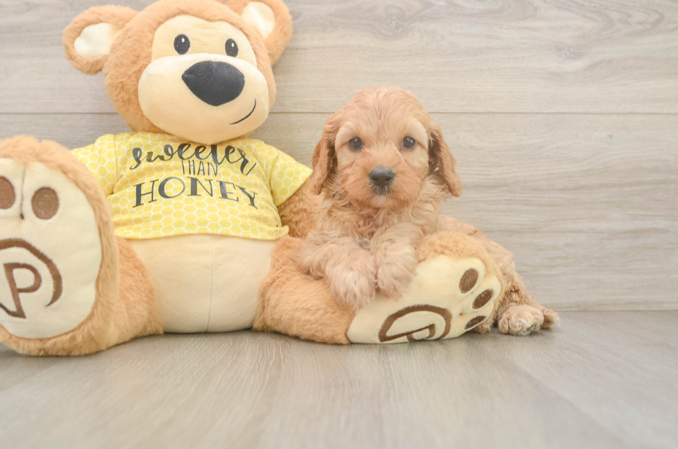 6 week old Cavapoo Puppy For Sale - Lone Star Pups