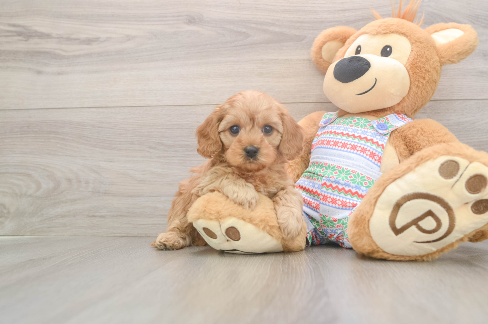5 week old Cavapoo Puppy For Sale - Lone Star Pups