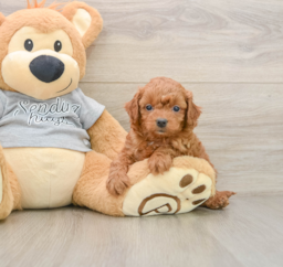 8 week old Cavapoo Puppy For Sale - Lone Star Pups