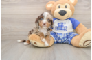 Little Cavipoo Poodle Mix Puppy