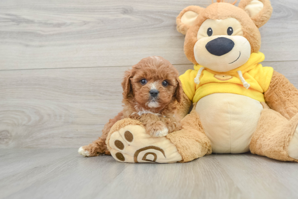 Cavapoo Pup Being Cute