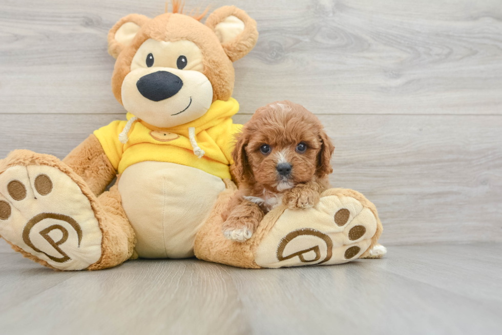 Cavapoo Pup Being Cute