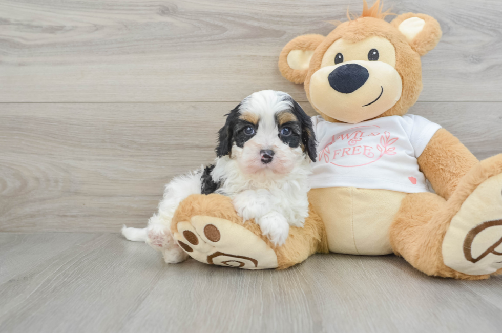 5 week old Cavapoo Puppy For Sale - Lone Star Pups