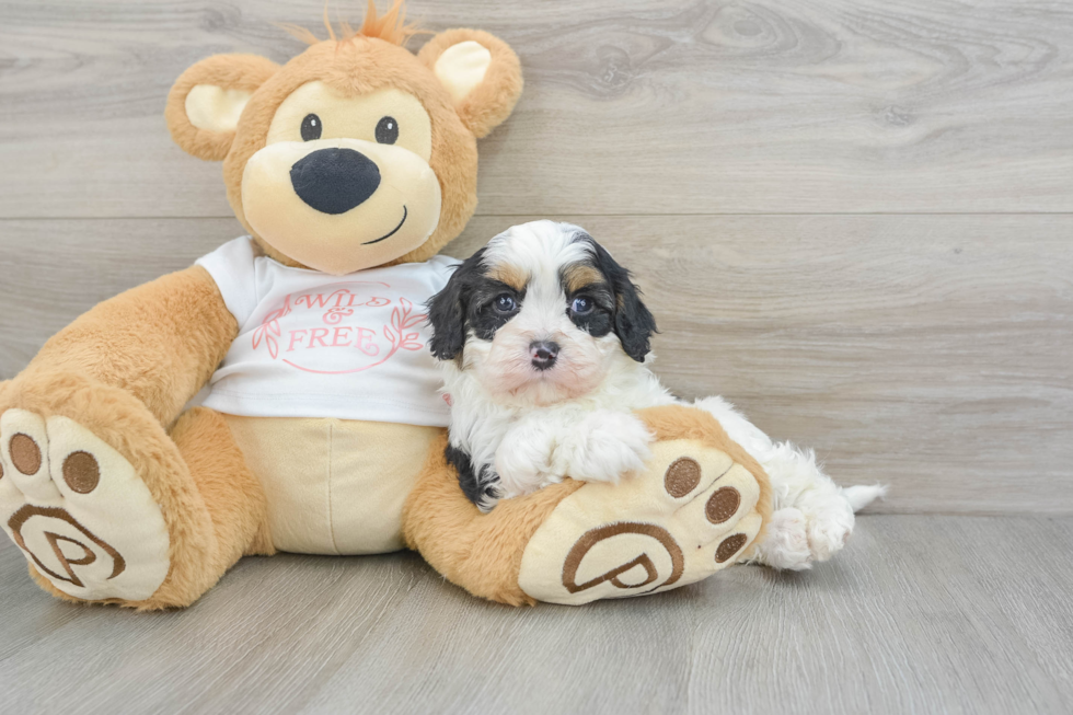 Cavapoo Pup Being Cute