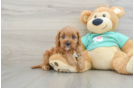 Cute Cavapoo Baby