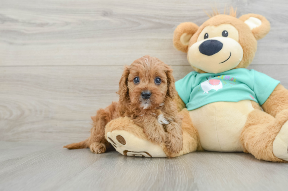 6 week old Cavapoo Puppy For Sale - Lone Star Pups