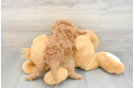 Energetic Cavoodle Poodle Mix Puppy