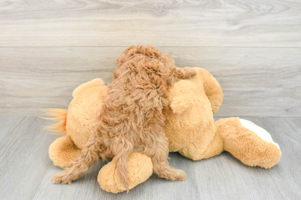 Energetic Cavoodle Poodle Mix Puppy