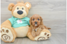 Petite Cavapoo Poodle Mix Pup