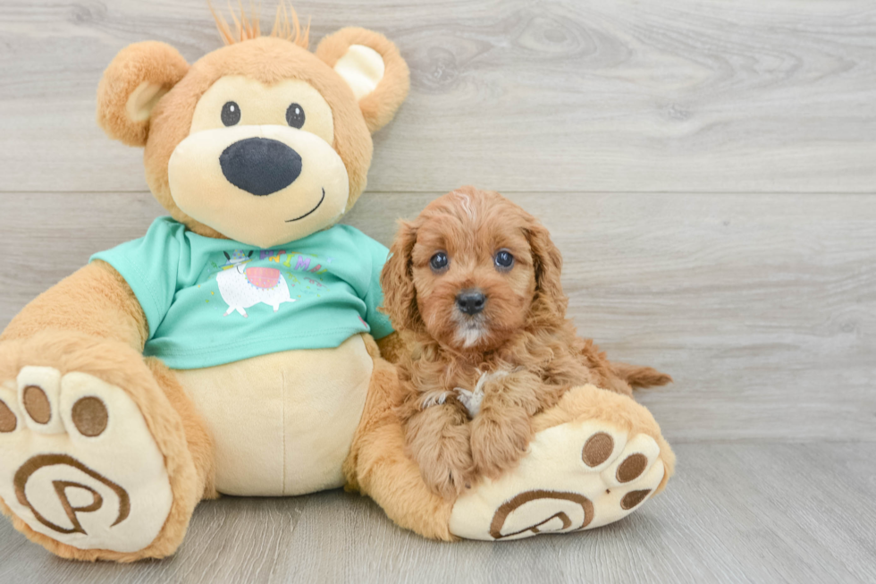 Petite Cavapoo Poodle Mix Pup