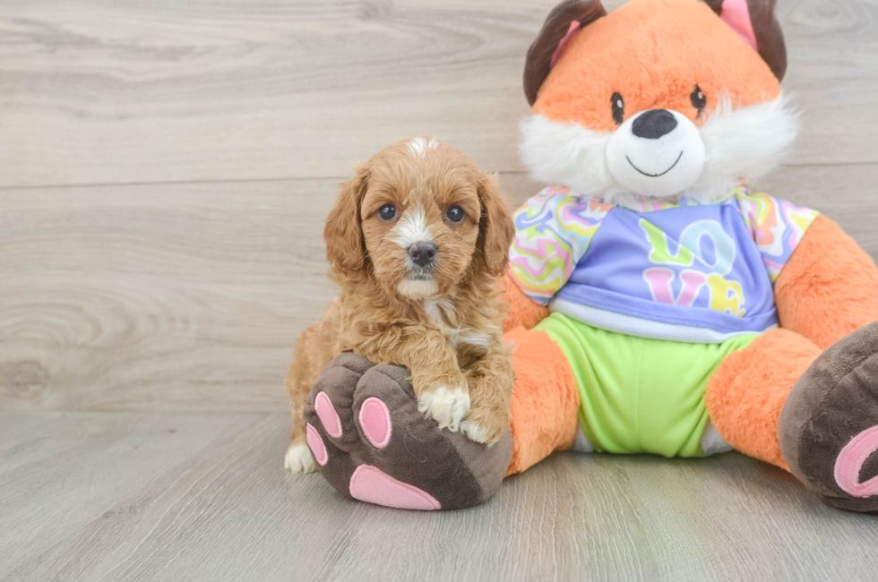 6 week old Cavapoo Puppy For Sale - Lone Star Pups