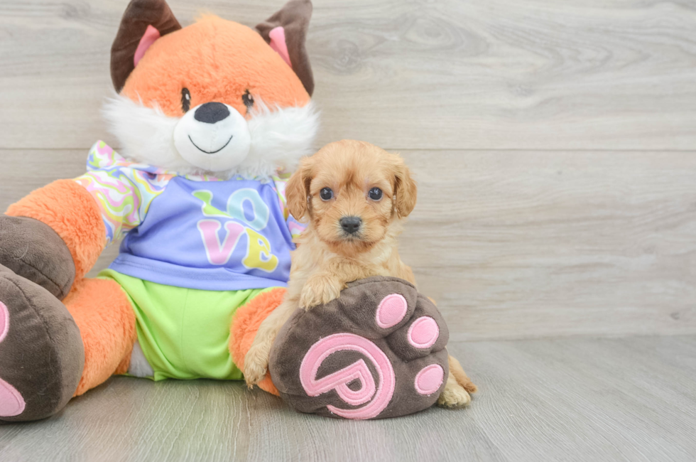 5 week old Cavapoo Puppy For Sale - Lone Star Pups