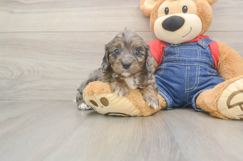 5 week old Cavapoo Puppy For Sale - Lone Star Pups