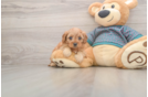 Cavapoo Pup Being Cute