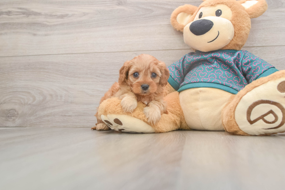 Cavapoo Pup Being Cute