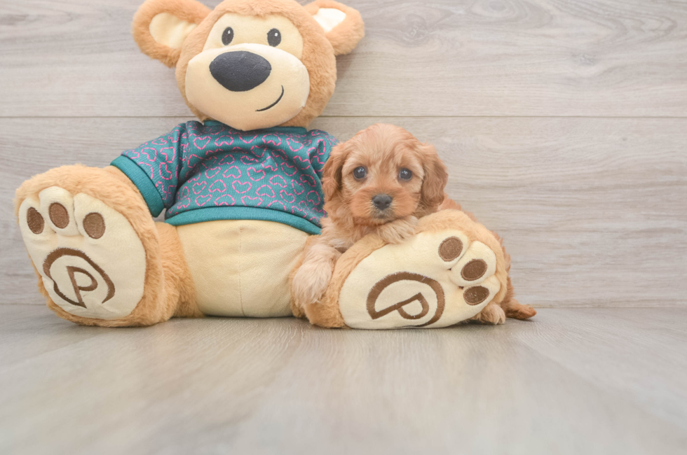 5 week old Cavapoo Puppy For Sale - Lone Star Pups