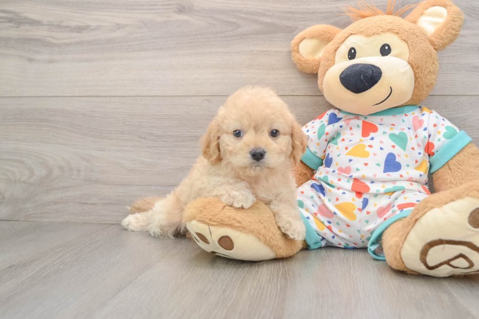 Cute Cavapoo Baby