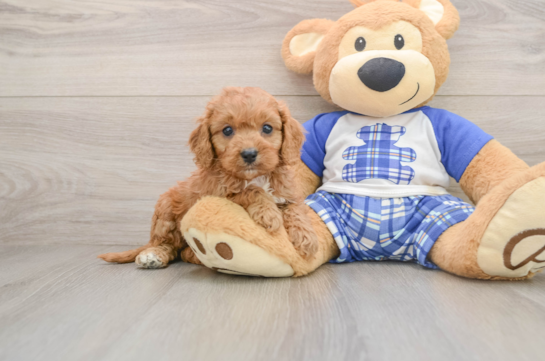 Cavapoo Puppy for Adoption