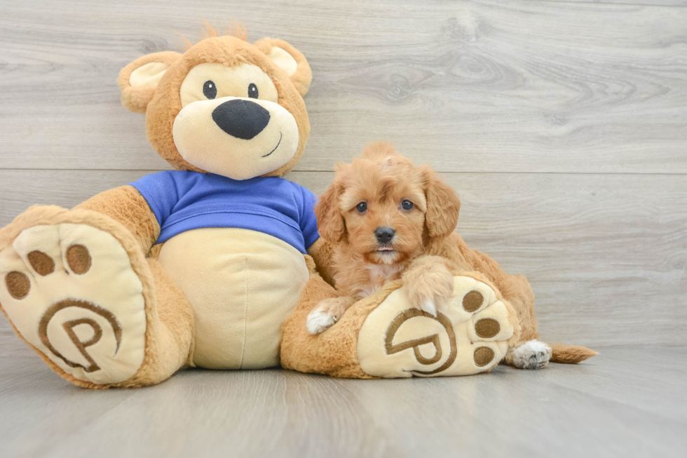 Adorable Cavalier King Charles Spaniel and Poodle Mix Poodle Mix Puppy