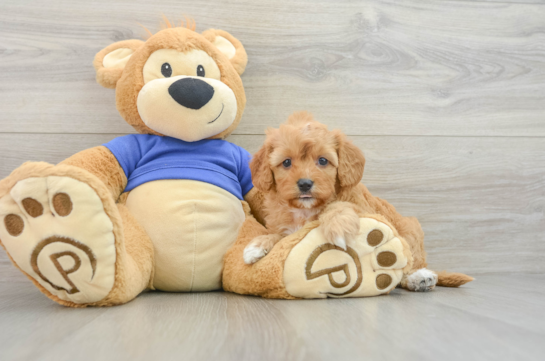 Adorable Cavalier King Charles Spaniel and Poodle Mix Poodle Mix Puppy