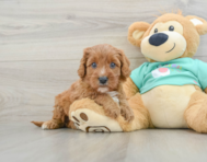 8 week old Cavapoo Puppy For Sale - Lone Star Pups