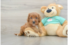 Cavapoo Puppy for Adoption