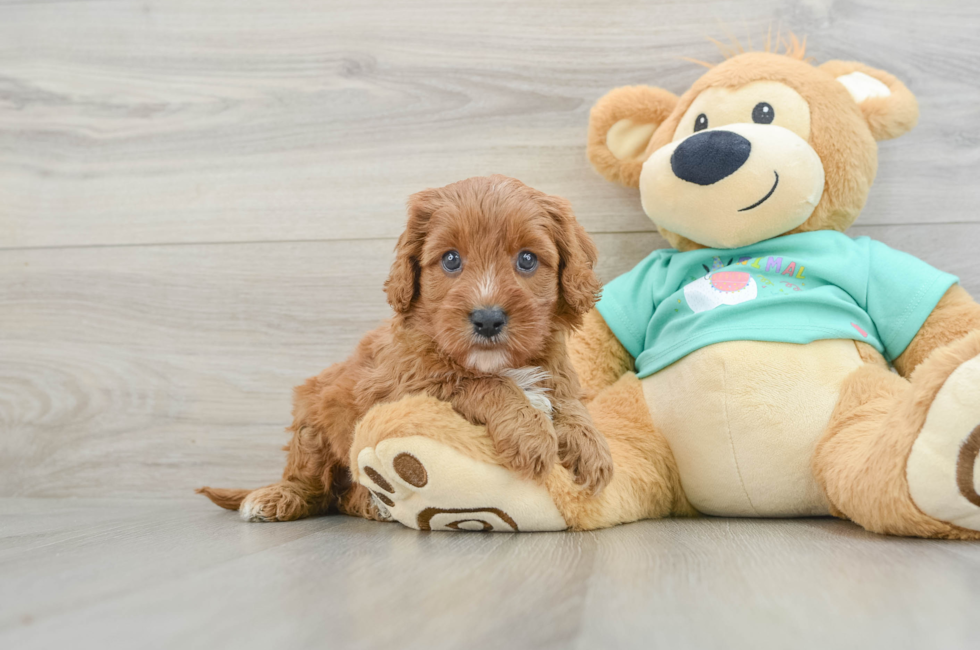 6 week old Cavapoo Puppy For Sale - Lone Star Pups