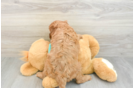 Cavapoo Puppy for Adoption