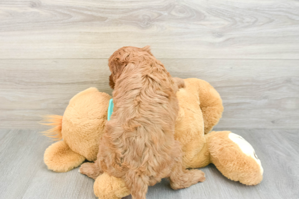 Cavapoo Puppy for Adoption