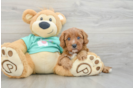 Cavapoo Puppy for Adoption