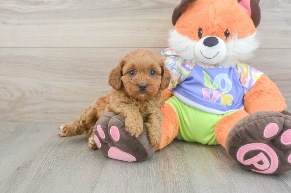 6 week old Cavapoo Puppy For Sale - Lone Star Pups