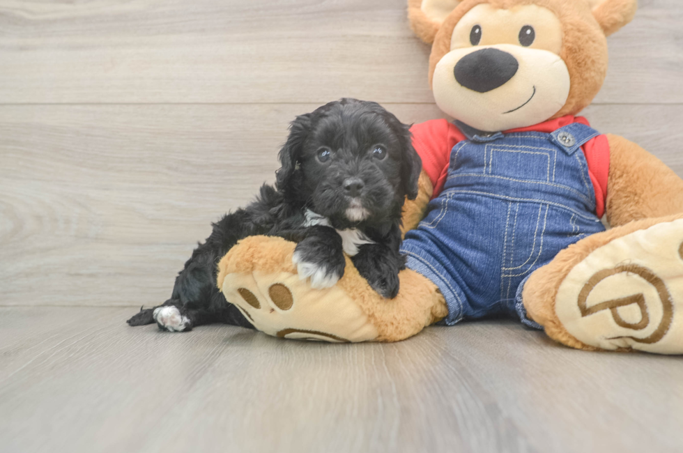 5 week old Cavapoo Puppy For Sale - Lone Star Pups