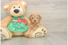 Playful Cavapoodle Poodle Mix Puppy