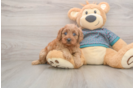 Cavapoo Puppy for Adoption