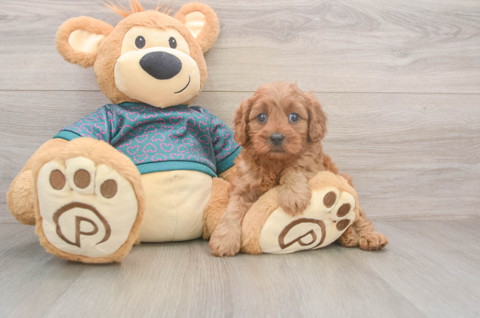 5 week old Cavapoo Puppy For Sale - Lone Star Pups