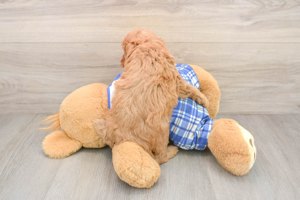 Cavapoo Pup Being Cute