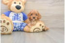 Cavapoo Pup Being Cute