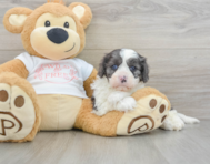 8 week old Cavapoo Puppy For Sale - Lone Star Pups