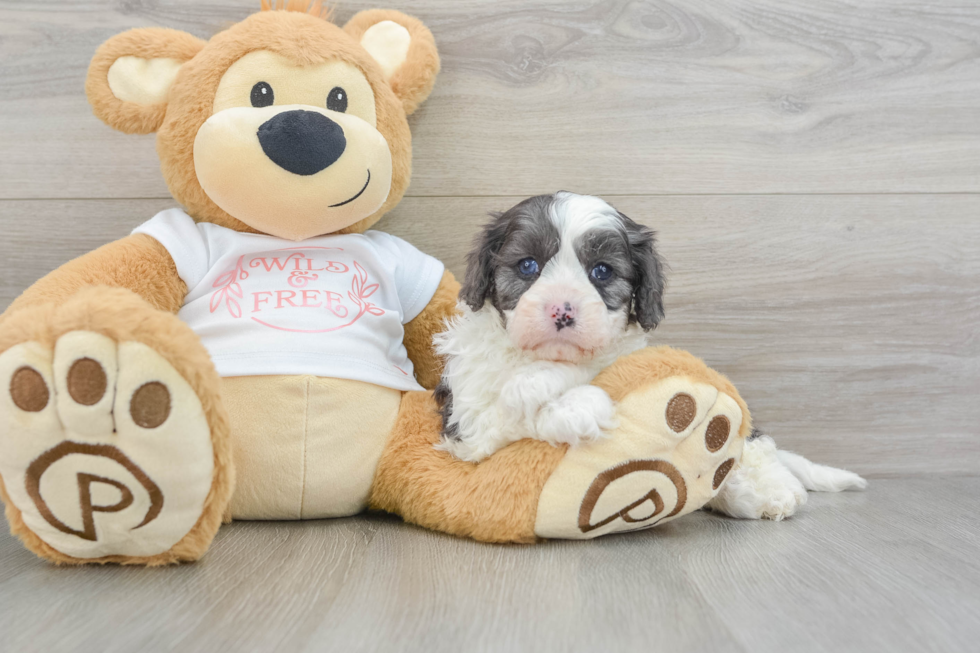 Best Cavapoo Baby