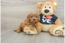 Cavapoo Pup Being Cute