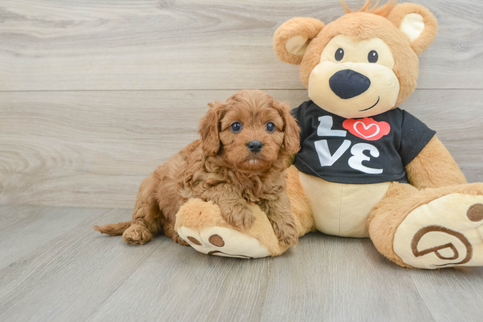 Cavapoo Pup Being Cute