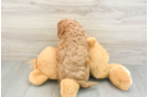 Adorable Cavalier King Charles Spaniel and Poodle Mix Poodle Mix Puppy