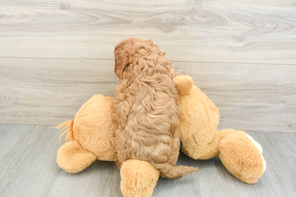 Adorable Cavalier King Charles Spaniel and Poodle Mix Poodle Mix Puppy