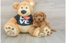 Popular Cavapoo Poodle Mix Pup