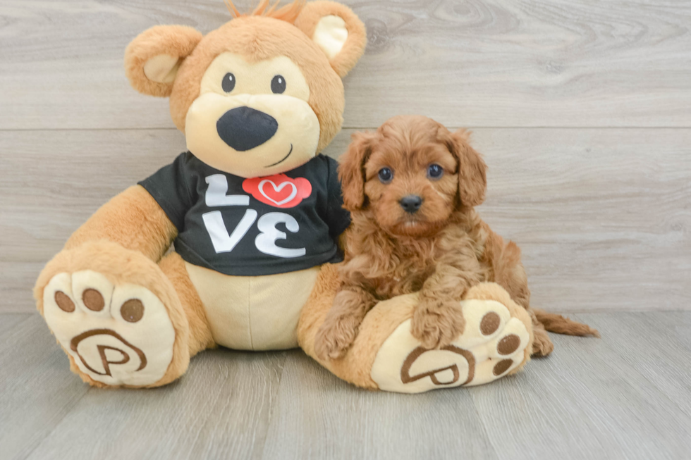 Popular Cavapoo Poodle Mix Pup